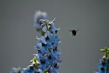 7D 180mm Macro.1.webp