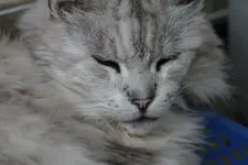 Bohemien.webp