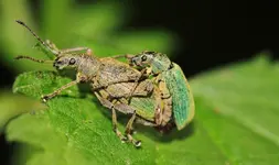 Käfer poppen.webp