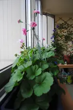 DSC_1450.webp