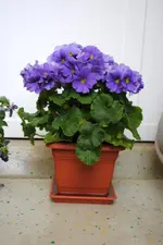DSC_1454.webp