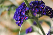 DSC_1465.webp