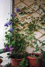 DSC_1466.webp
