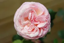 edenrose-forum.webp
