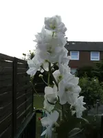 BILD1309.webp