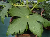 BILD1308.webp