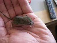 Maxi1 06-06-2011.webp