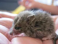 Maxi2 06-06-2011.webp