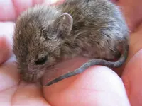 Maxi3 06-06-2011.webp