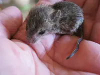 Maxi4 06-06-2011.webp