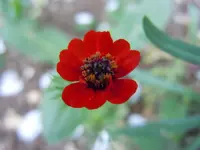 050.webp