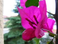 119.webp