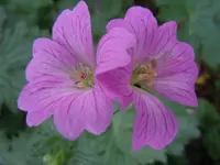 058.webp