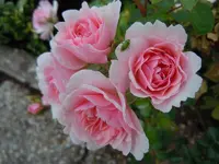127.webp