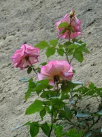 093.webp