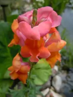 109.webp