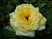 117.webp