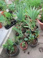 Terrassenpflanzen1.webp