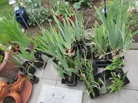 Terrassenpflanzen2.webp