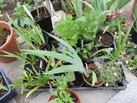 Terrassenpflanzen3.webp