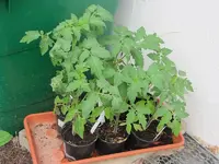 Tomaten1.webp