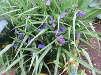 Tradeskantia_lila.webp