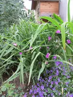 Tradeskantia_pink.webp