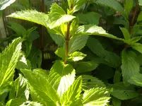 DSCN7351.webp