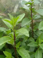 DSCN7354.webp