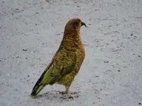 Kea v.webp