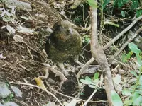Kea (1) v.webp