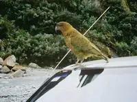 Kea (5) v.webp