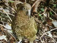 Kea (6) v.webp