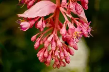Botanische Garten 40D 7.6.2011 (116 von 147).webp