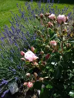 DSCF9482.webp