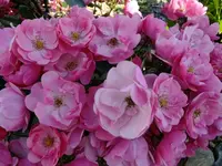 DSCF9487.webp