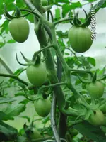 BILD0052.webp