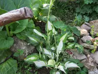 001.webp