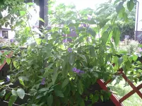 Enzianblüten.webp