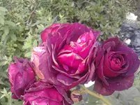 P080611_15.25.webp