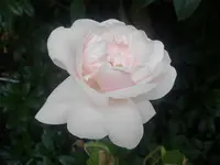 37Aspirin.webp