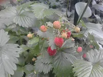 P080611_15.29.webp