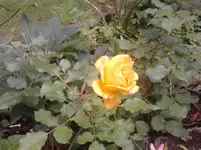P080611_15.28.webp