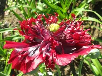 IMG_3396_1067x800.webp