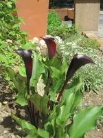 Calla1.webp