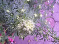 100_5215.webp