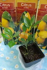 SAM_2801.webp