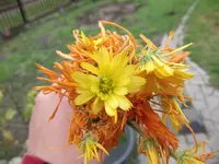DSCF0481.webp