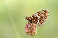 Schmetterlimg Wiese 7.06.11.webp