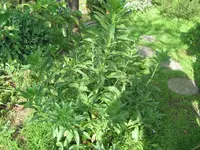 2011_06_09 (4).webp